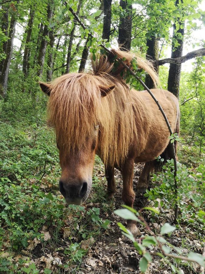 Domaine De Cavailla Villa Marmont-Pachas Dış mekan fotoğraf